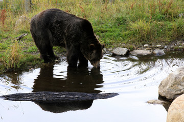 Obraz na płótnie Canvas Vancouver, America - August 18, 2019: Grizzly bear at Grouse Mountain, Vancouver, America
