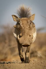 Foto op Aluminium warthog in the savannah © Mike