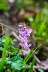 Spring flowers in bloom in a meadow