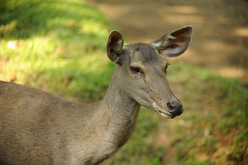 Barasingha, Swamp deer, Rucervus duvaucelii, Endangered