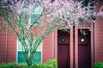 Typical front porch entrance of attached townhouse with blooming cherry in Seattle, WA