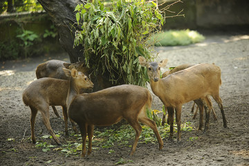 Barasingha, Swamp deer, Rucervus duvaucelii, Endangered