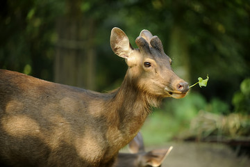 Fototapeta premium Barasingha, Swamp deer, Rucervus duvaucelii, Endangered