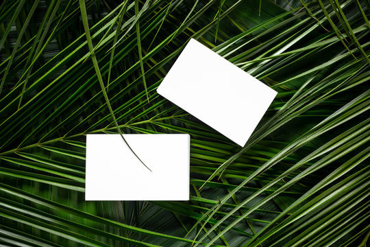 business card mockup on a botanical background with exotic leaves