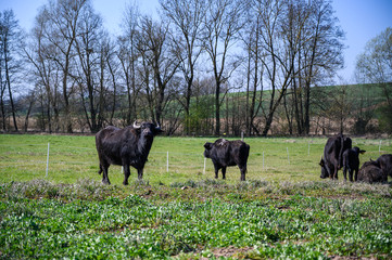 water buffalo on a pasture