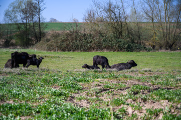water buffalo on a pasture