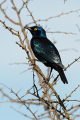 Choucador à oreillons bleus,.Lamprotornis chalybaeus, Greater Blue eared Starling