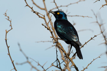 Choucador à oreillons bleus,.Lamprotornis chalybaeus, Greater Blue eared Starling