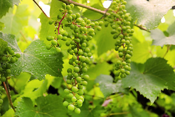 Immature bunches of grapes in the summer after the rain