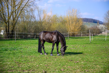Horse in a paddock on a sunny day