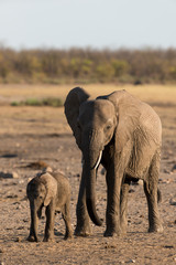 El&eacute;phant d'Afrique, Loxodonta africana, Parc national Kruger, Afrique du Sud