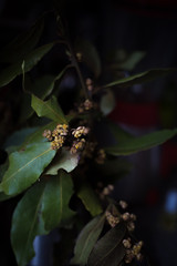 tree branch photo. Blooming aromatic laurel. many bay green leaves with dark background. Spring plant. Spicy tree. Small yellow flowers. plant closeup. male 
bouquet. 
high school graduation