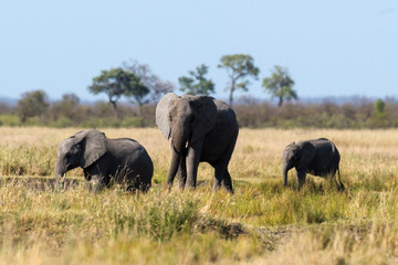 Fototapeta premium Słoń afrykański, Loxodonta africana, Park Narodowy Krugera, RPA