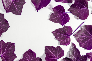 purple leaves isolated on white background and space for text entry, product placement.
