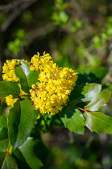 Spring flowers in bloom in a meadow