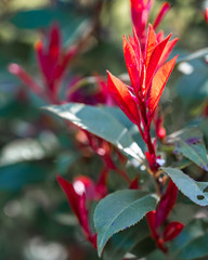 Spring flowers in bloom in a meadow
