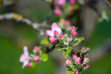 Obraz na płótnie Canvas Apple blossoms in detail on a tree in spring