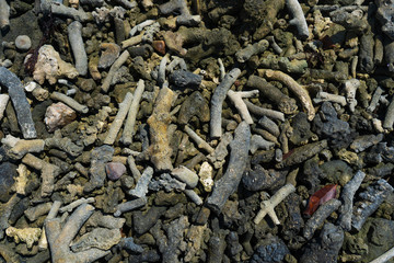 Debris of coral on the beach near the water. Coral beach.