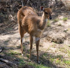 Guib sylvatique, Tragelaphus sylvaticus