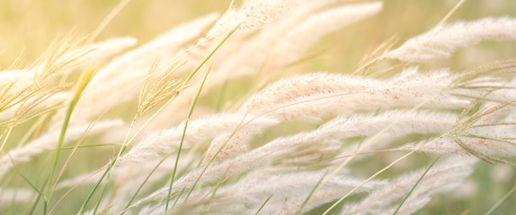 summer background, dry grass flower blowing in the wind, red reed sway in the wind with blue sky...