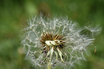 Dandelion seeds background. Little fluffy white Dandelion in the meadow