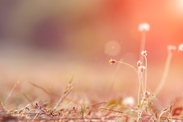 grass flower natural color background