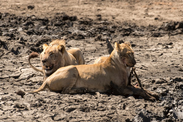 lion, femelle, lionne, male, Panthera leo, Afrique