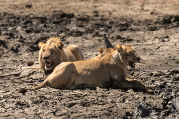 lion, femelle, lionne, male, Panthera leo, Afrique