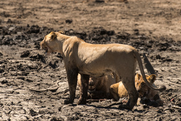 lion, femelle, lionne, male, Panthera leo, Afrique