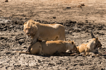 lion, femelle, lionne, male, Panthera leo, Afrique