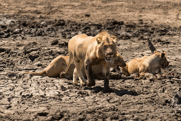 lion, femelle, lionne, male, Panthera leo, Afrique