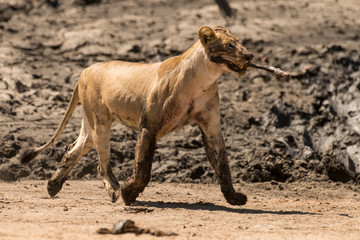 lion, femelle, lionne, Panthera leo, Afrique