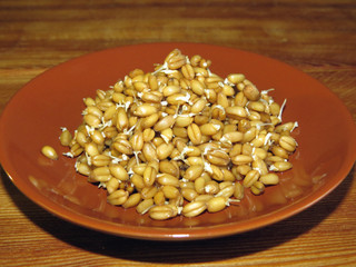 Sprouted wheat grains are a full source of vitamins and trace elements in a healthy diet.