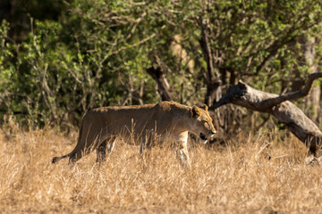 lion, femelle, lionne, Panthera leo, Afrique