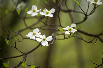 White Dogwood Blooms in the Springtime