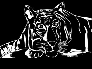 Vector illustration of a white tiger with black stripes