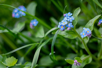 blue spring flowers in the garden