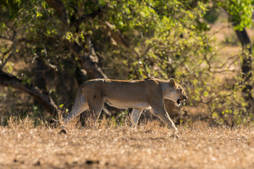 lion, femelle, lionne, Panthera leo, Afrique