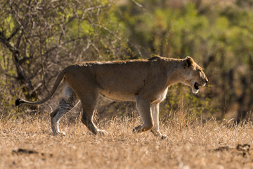 lion, femelle, lionne, Panthera leo, Afrique