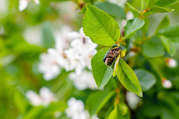 bee on a cherry flowers