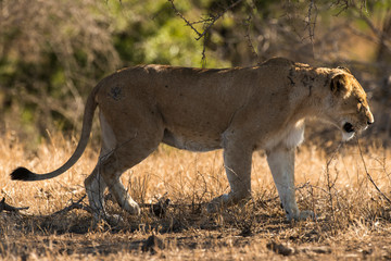 lion, femelle, lionne, Panthera leo, Afrique
