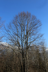 Fototapeta premium Forêt dans les Alpes Françaises. Saint-Gervais-les-Bains. Haute-Savoie. France.