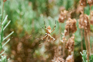 Silver Spider at Garden in Macro close-up with light background against Lavander plants. Common spider in Brazil. - Argiope argentata - Aranha de prata