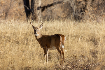 Whitetail Deer Buck in Rut in Colorado in Autumn