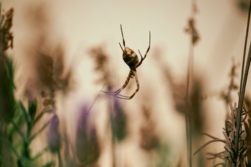 Silver Spider at Garden in Macro close-up with light background against Lavander plants. Common spider in Brazil. - Argiope argentata - Aranha de prata