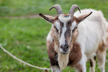 portrait of a white and red farm goat