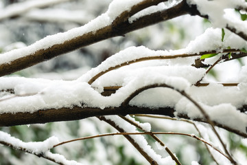 branches with green foliage dusted with snow in April