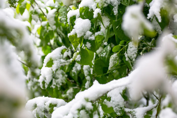 branches with green foliage dusted with snow in April