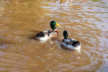 Duck in the Kahayan RIver Central Kalimantan Indonesia