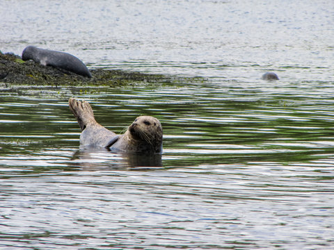Seal in the Harbor at Bantry Bay, Ireland